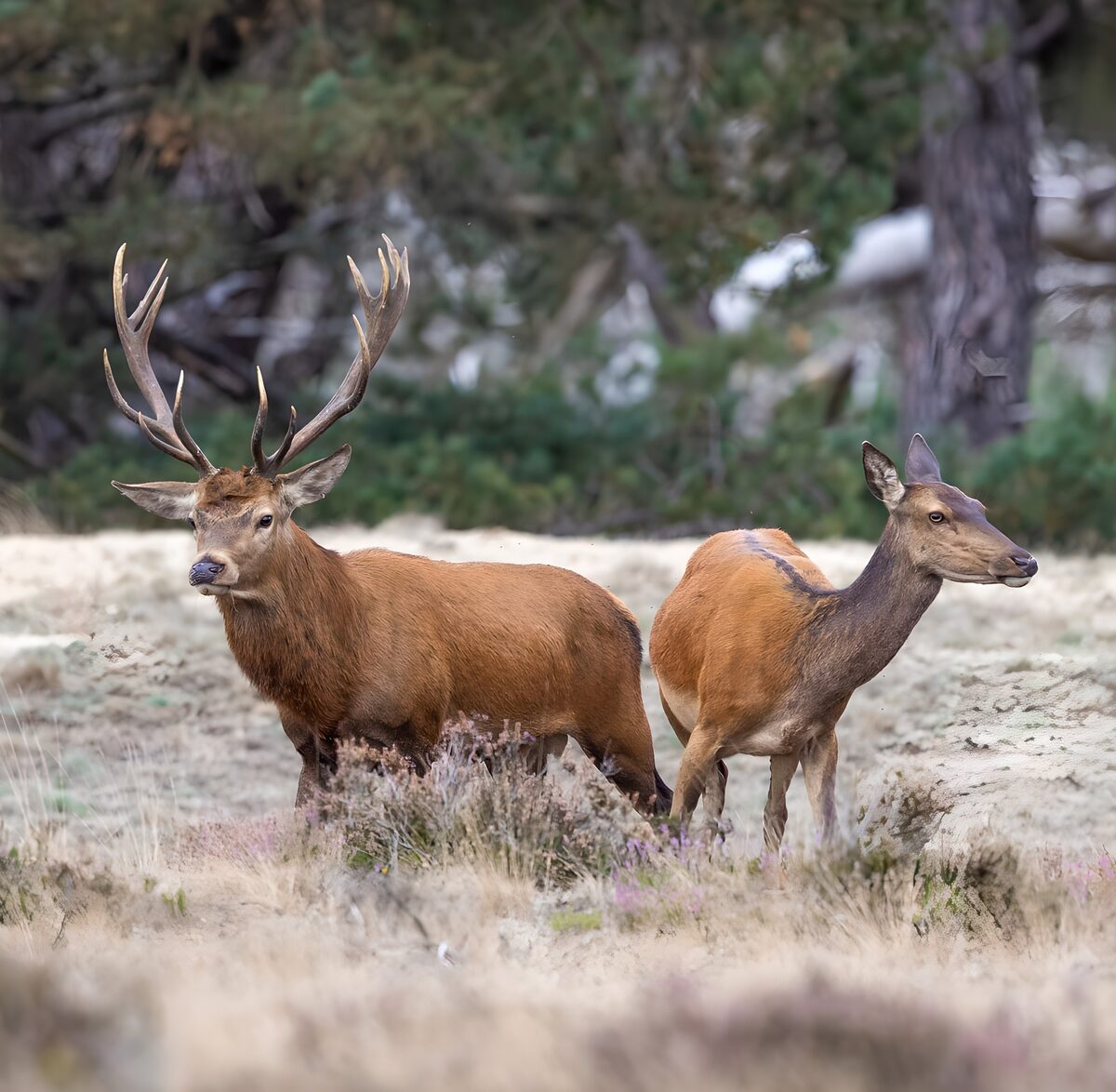 Hert en hinde in natuurlijk landschap