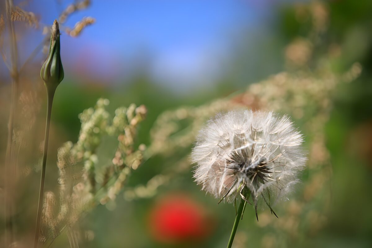 Prachtige paardenbloem in bloei