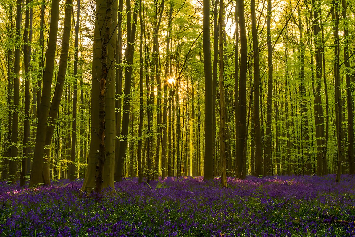 Bos met veld van paarse bloemen