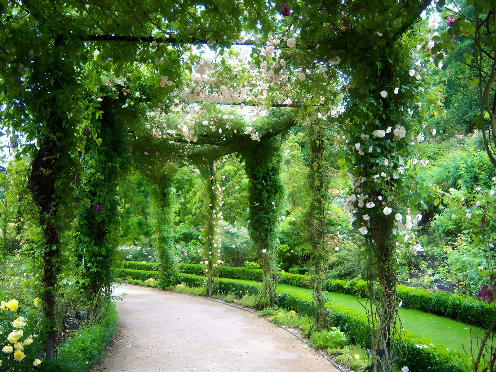 TP84760: Romantische bloementuin onder de pergola
