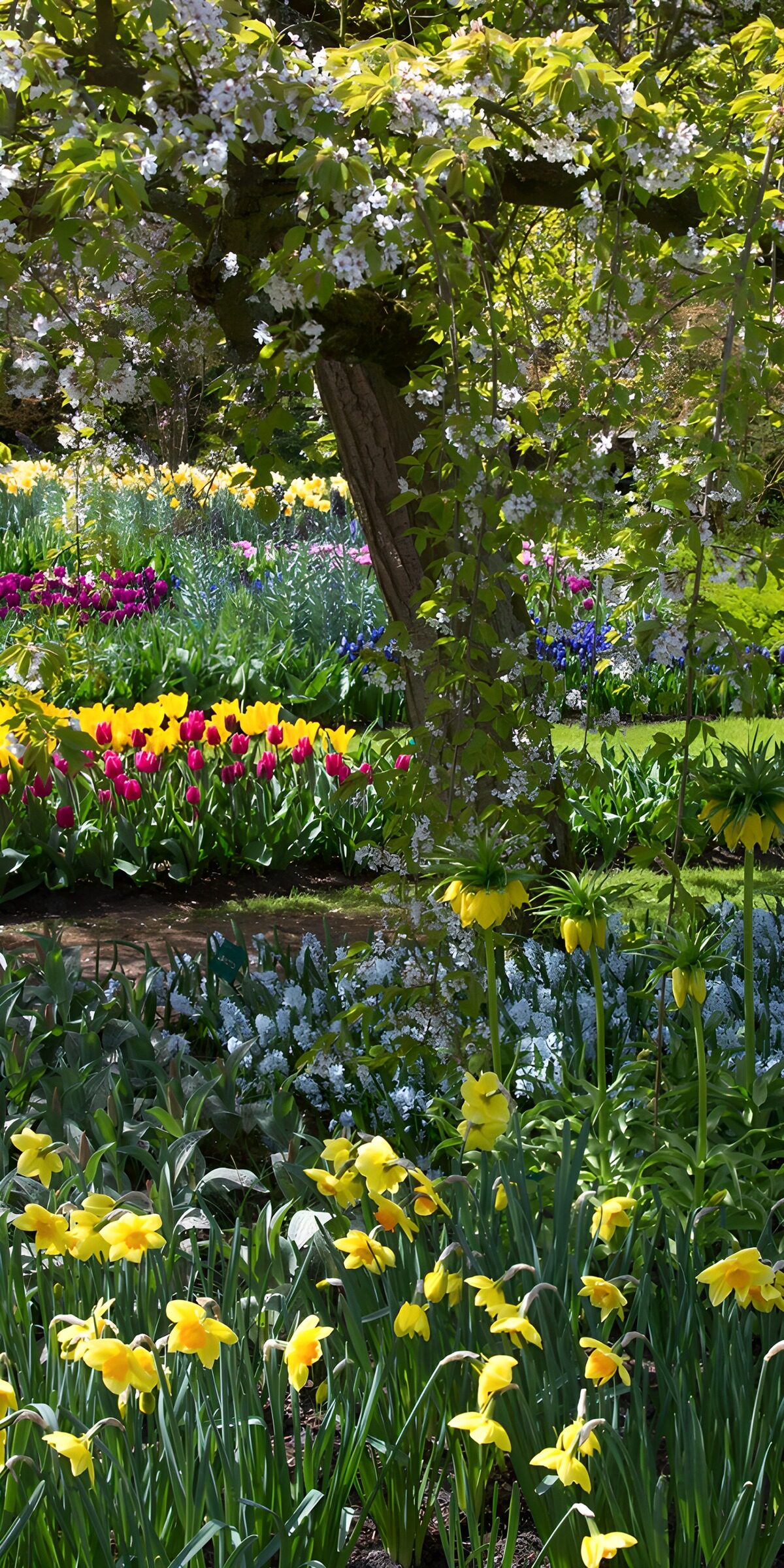 TP23219: Bloeiende Lente in de Tuin