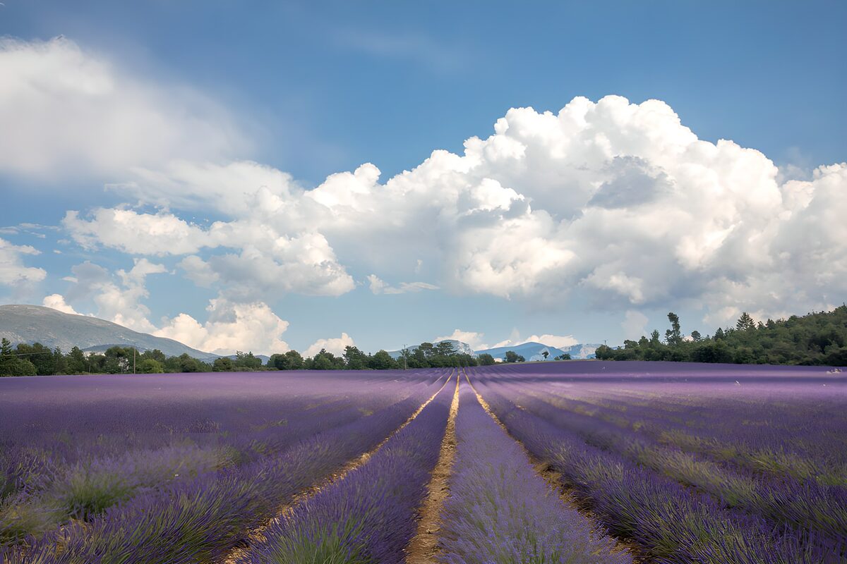 Prachtig Lavendelveld onder de Lucht