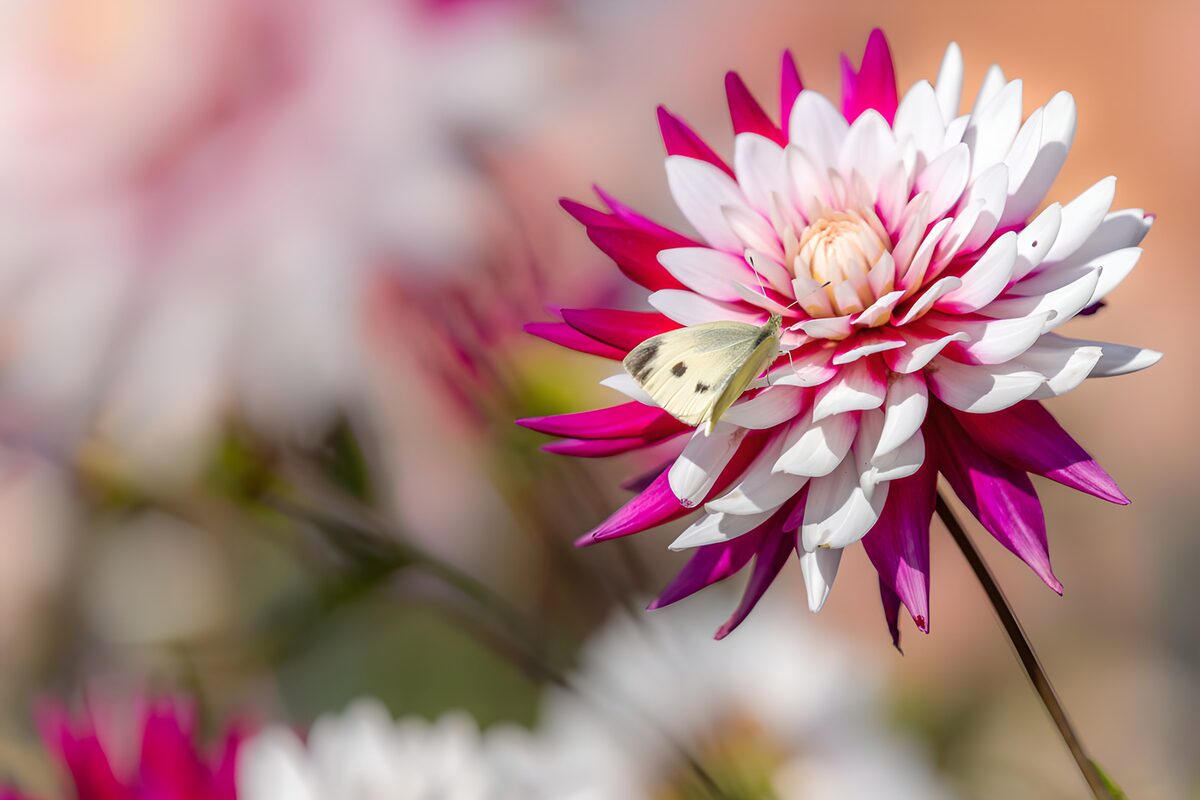 Vlinder op een kleurrijke bloem