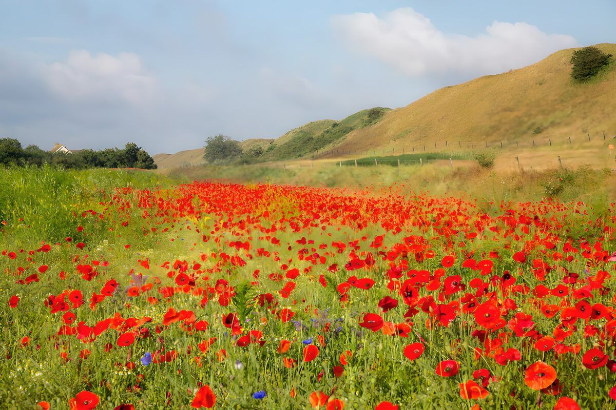 Poppendveld onder een blauwe lucht