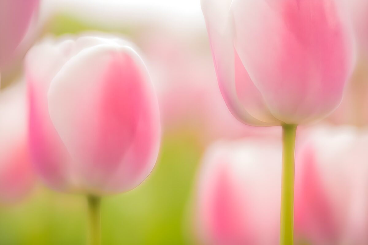 Zachte Roze Tulpen in Bloei