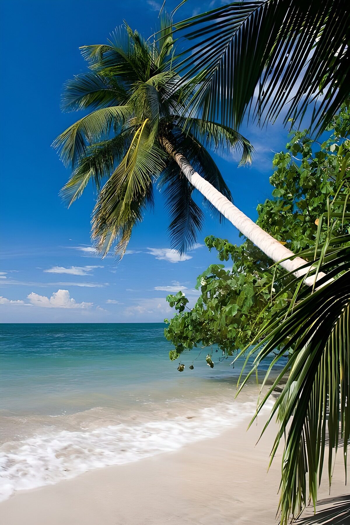 TP99657: Tropisch strand met palmbomen