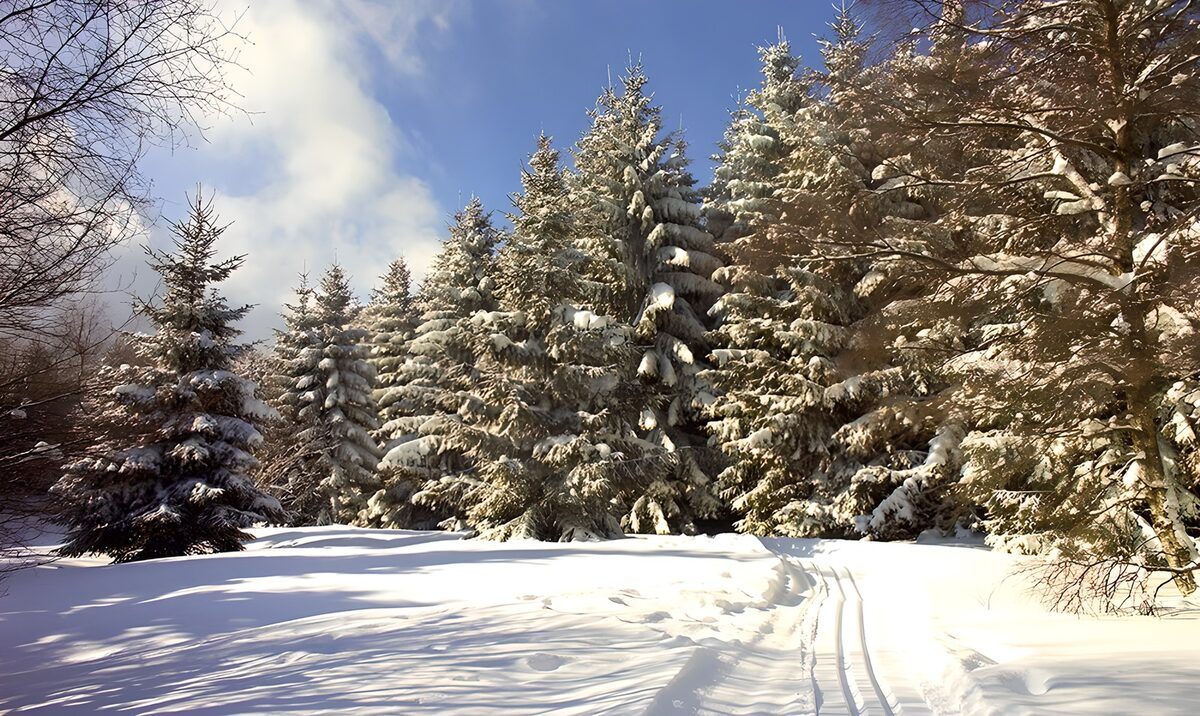 Besneeuwde dennebomen met zonnestraal