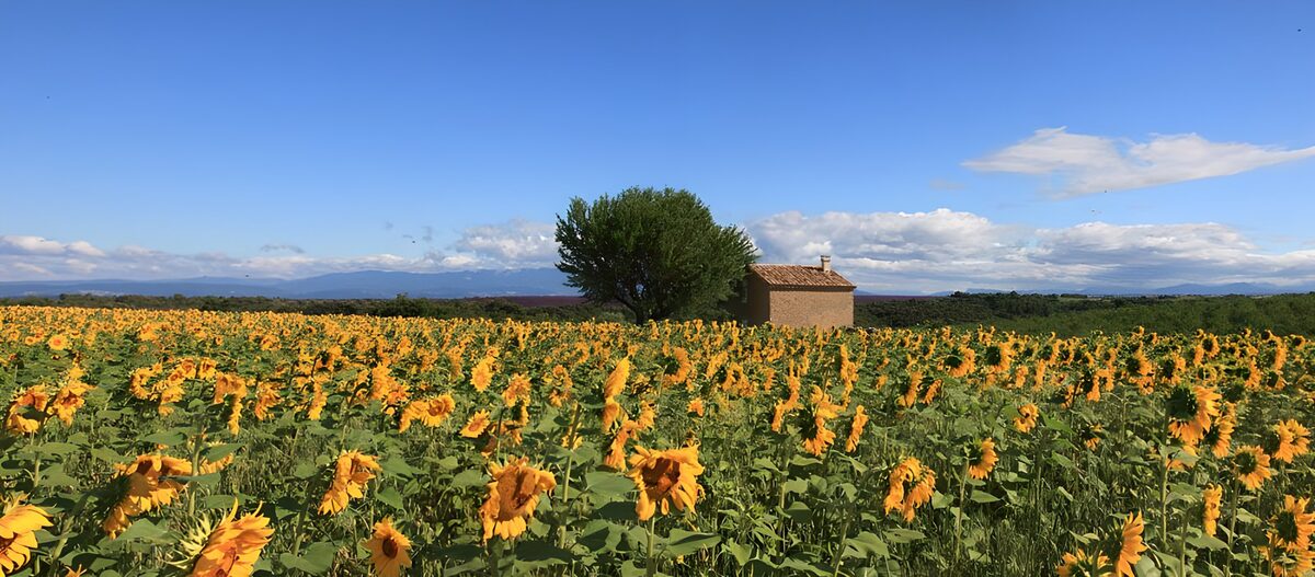TP23895: Zonnebloemenveld onder een blauwe lucht