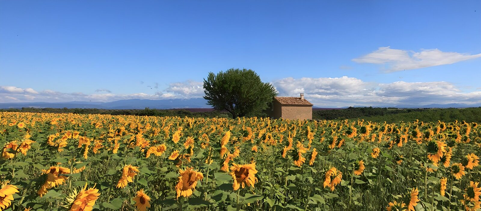 TP23895: Zonnebloemenveld onder een blauwe lucht