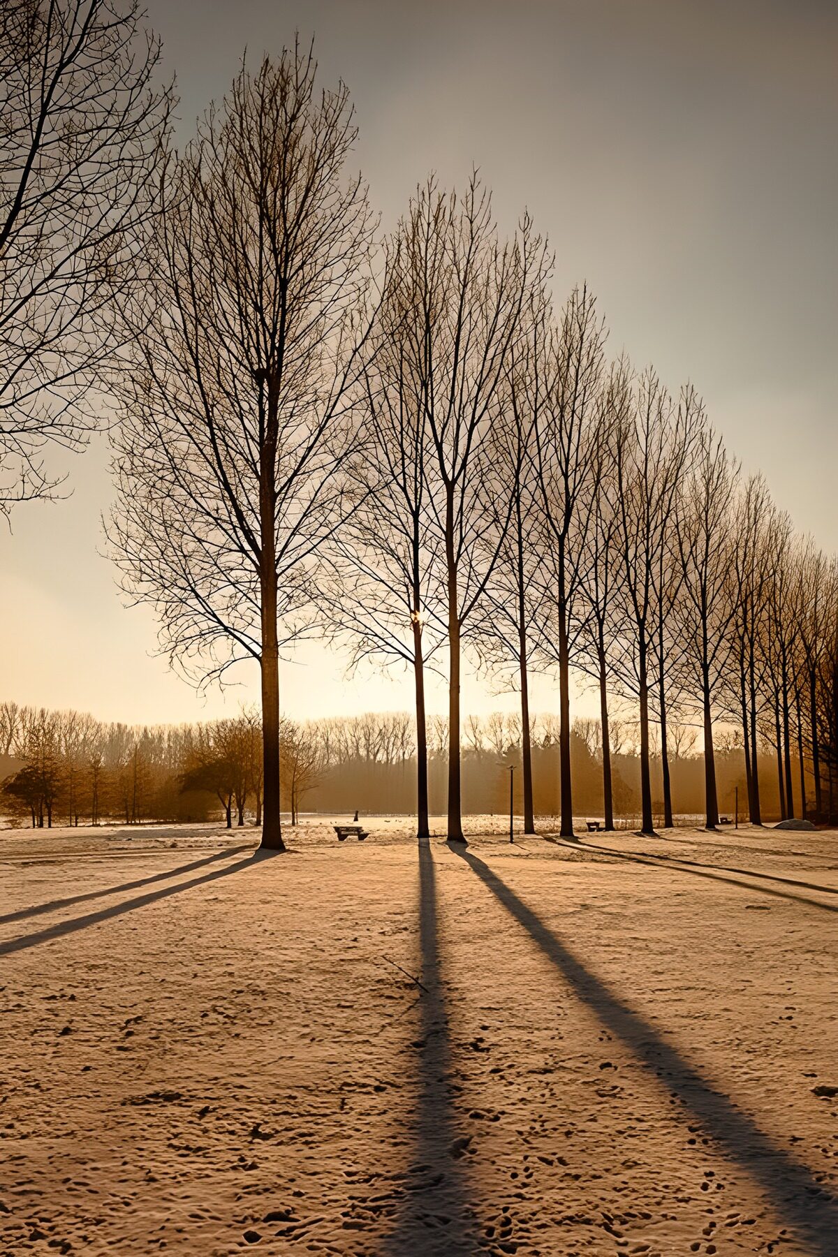 Winterse bomen met lange schaduwen
