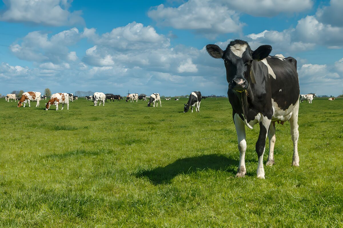 Gelukkige koeien op een groene weide