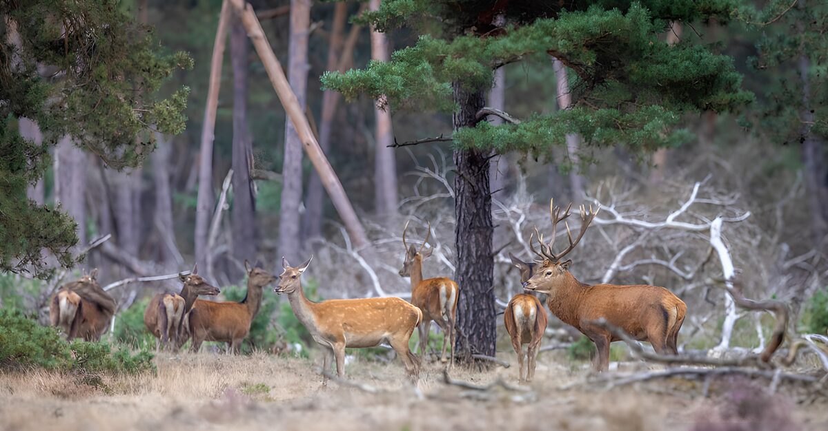 Groep Herten in het Bos