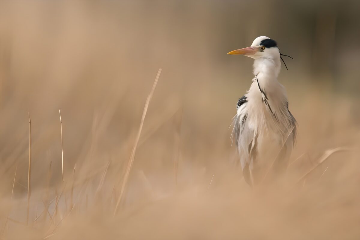 Zilverreiger in de natuur