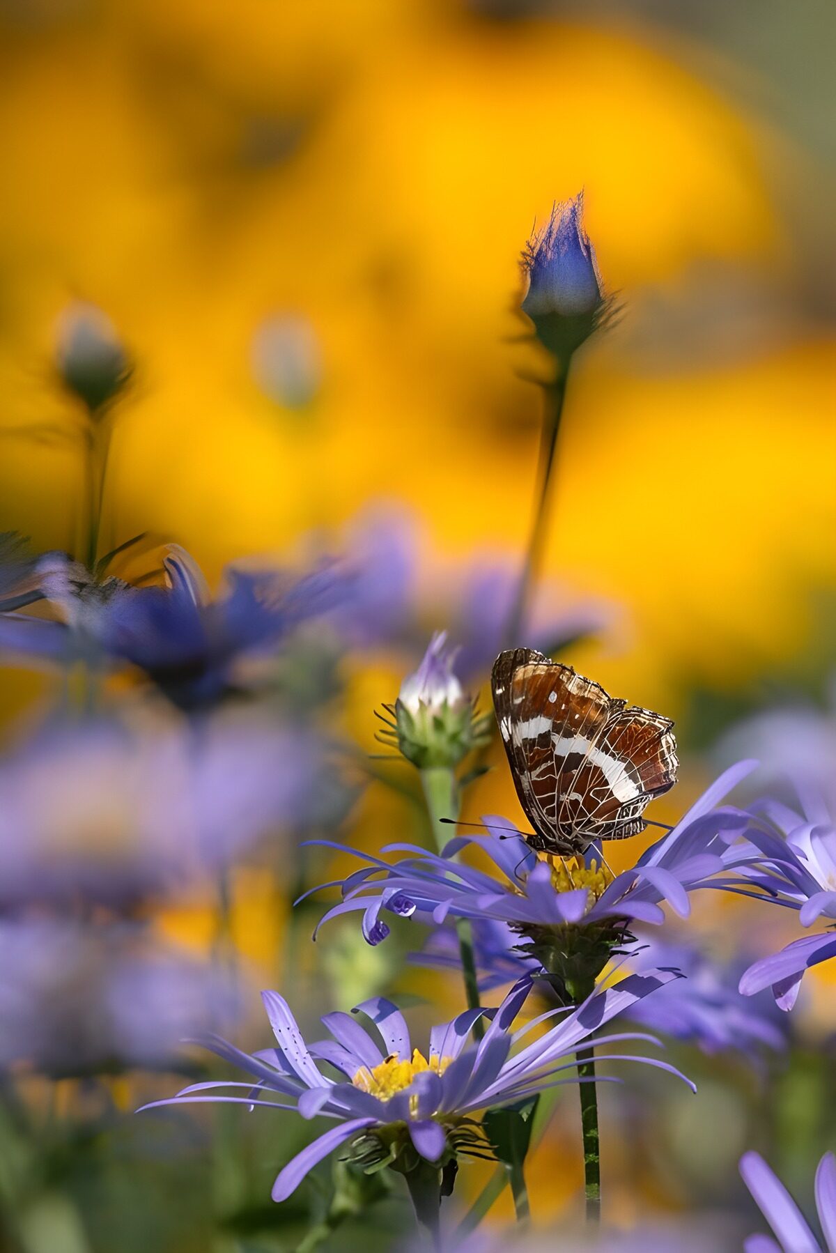 TP94201: Vlinder op paarse bloemen in de zon