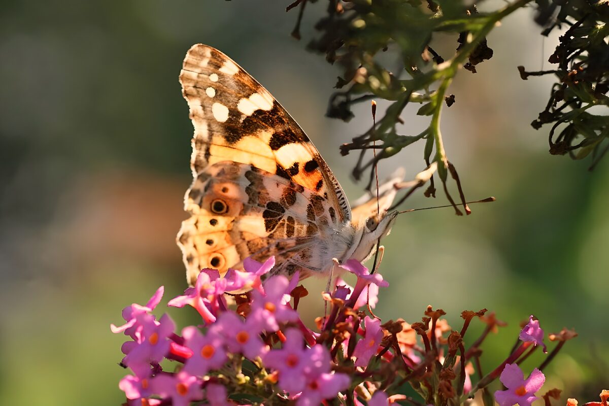 Geaderde vlinder op gele bloem