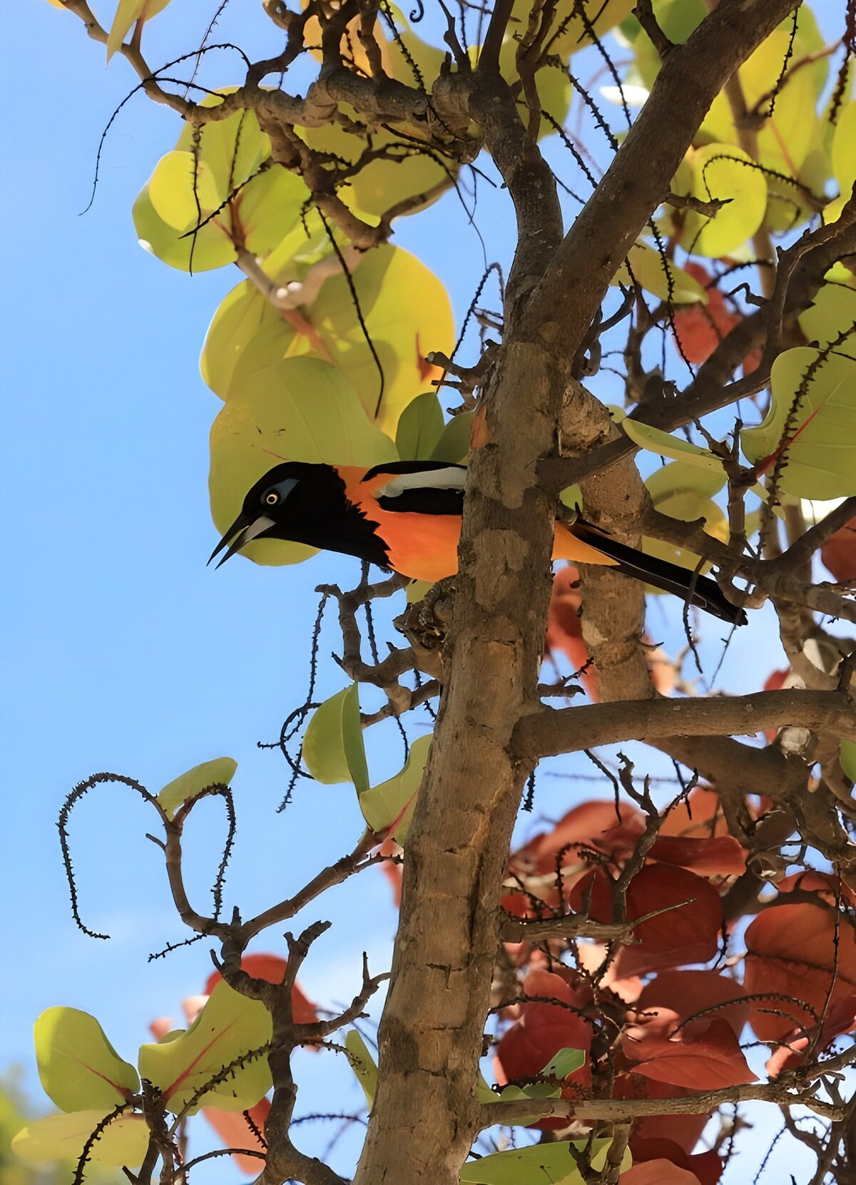 TP69485: Kleurige Vogel Tussen de Bladeren