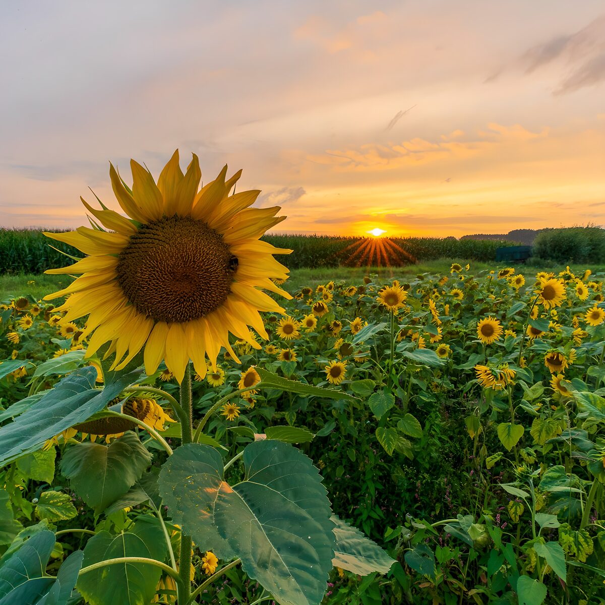 Zonsondergang boven een zonnebloemveld