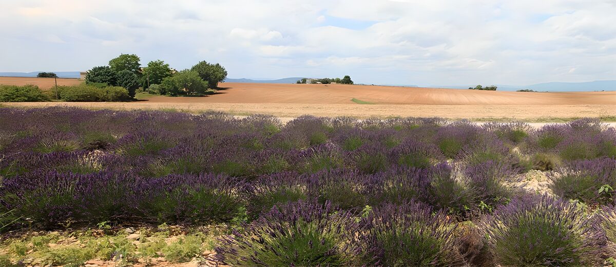 Prachtig lavendelveld onder een blauwe lucht