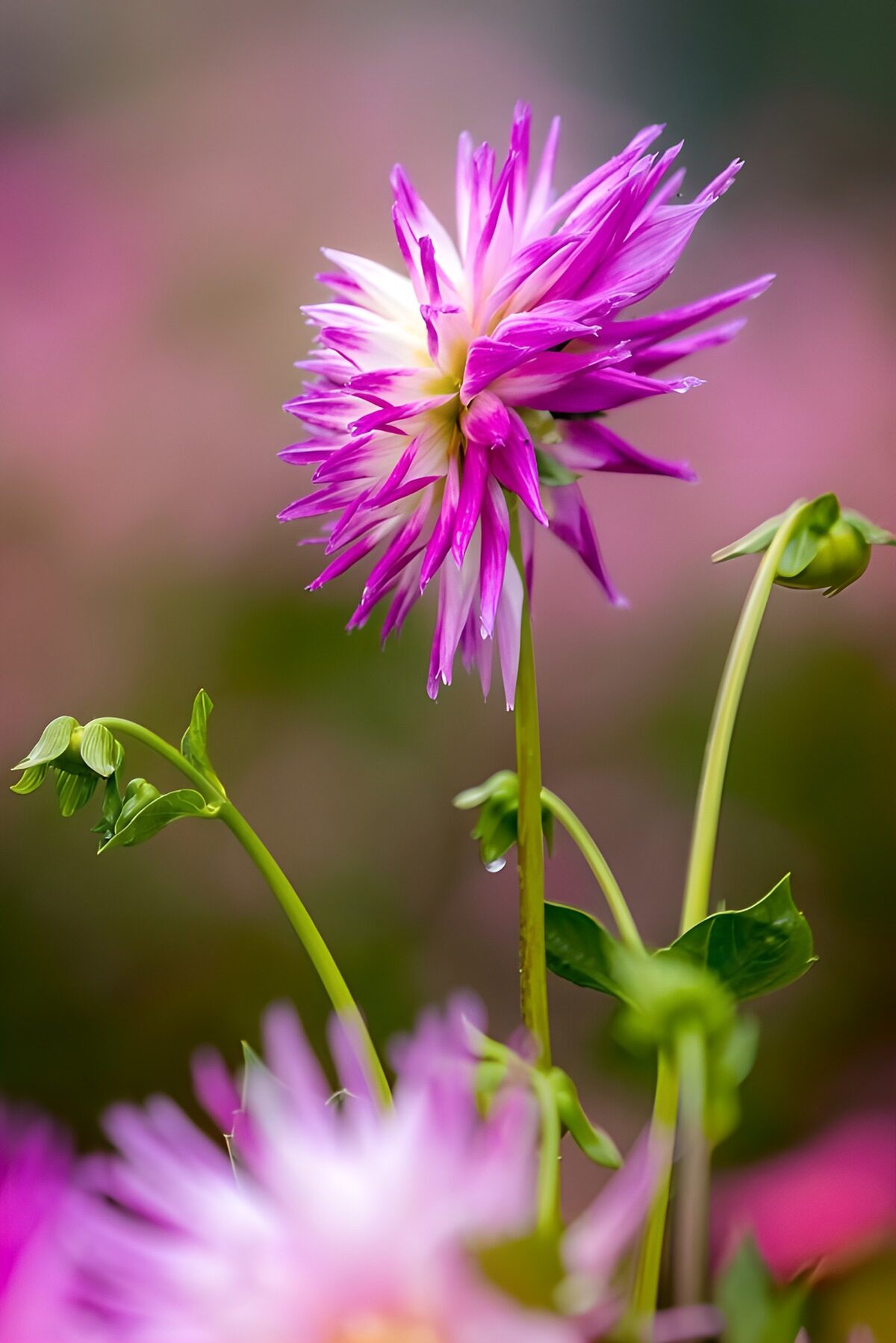 TP78437: Kleurrijke Dahlia in Bloei