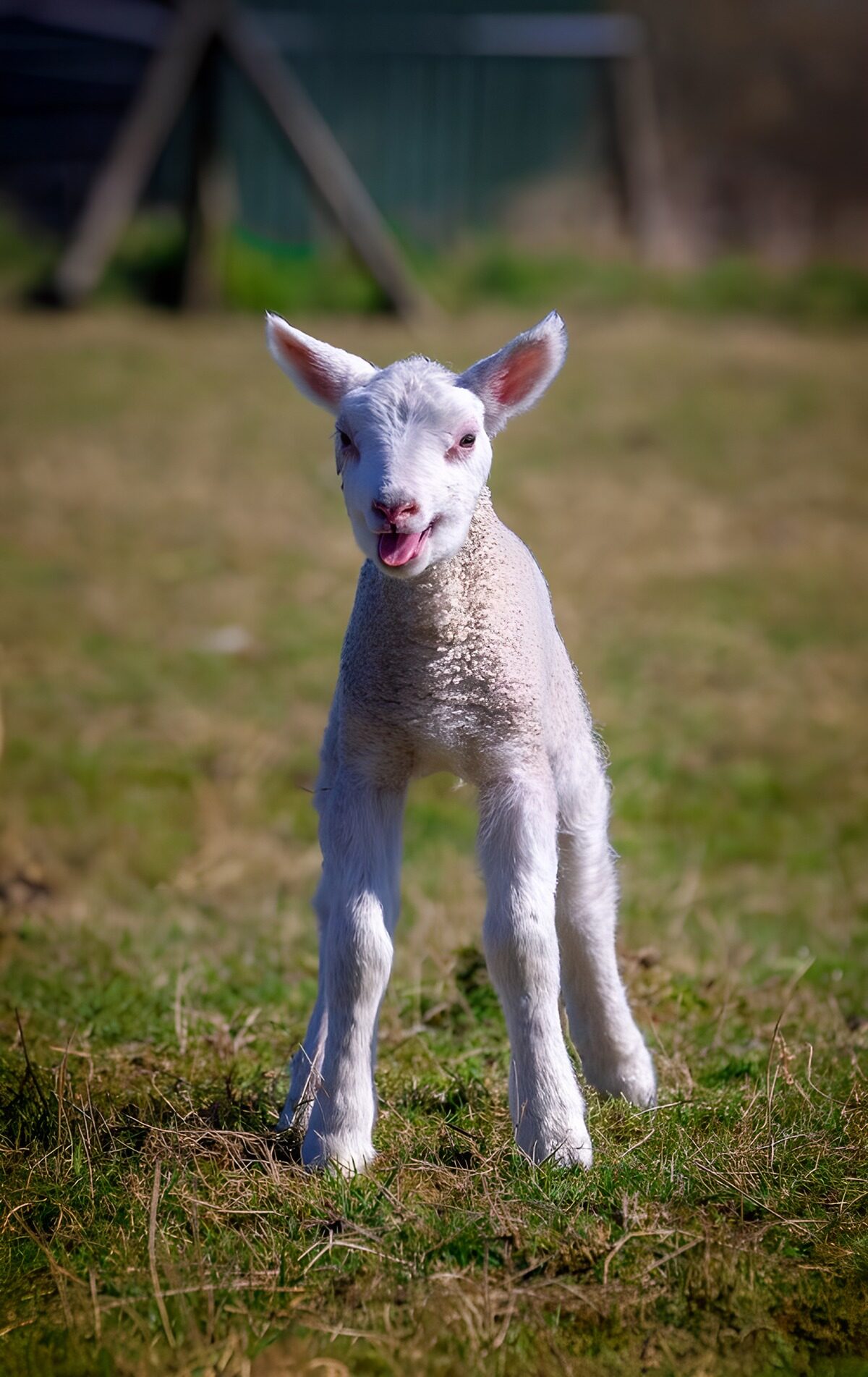TP20904: Blij lammetje in het gras