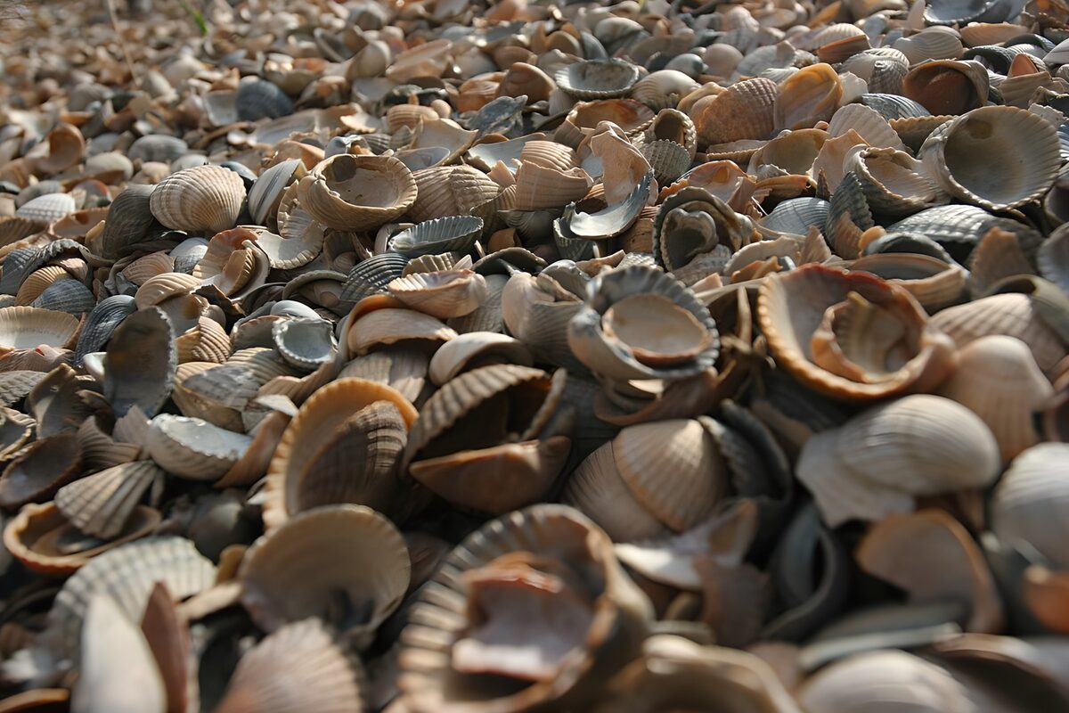 TP85603: Schelpen op het strand