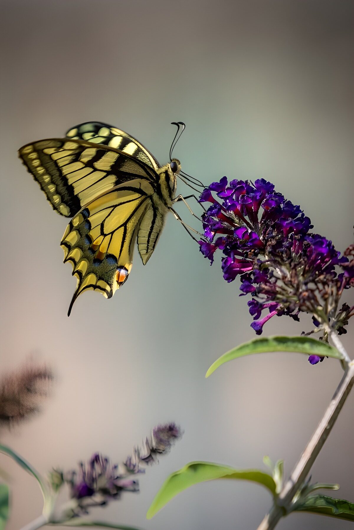 Schitterende vlinder op paarse bloem
