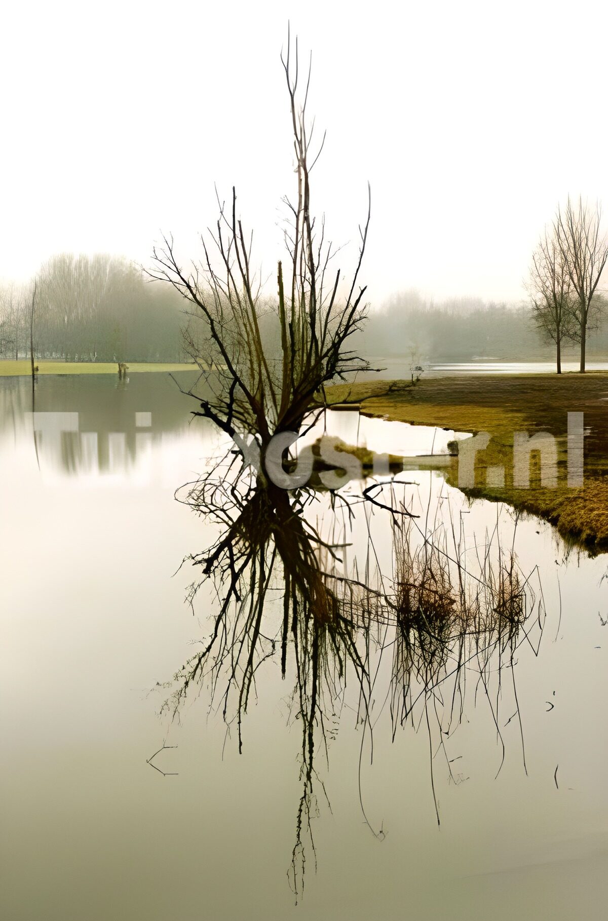 Bos en parken 2