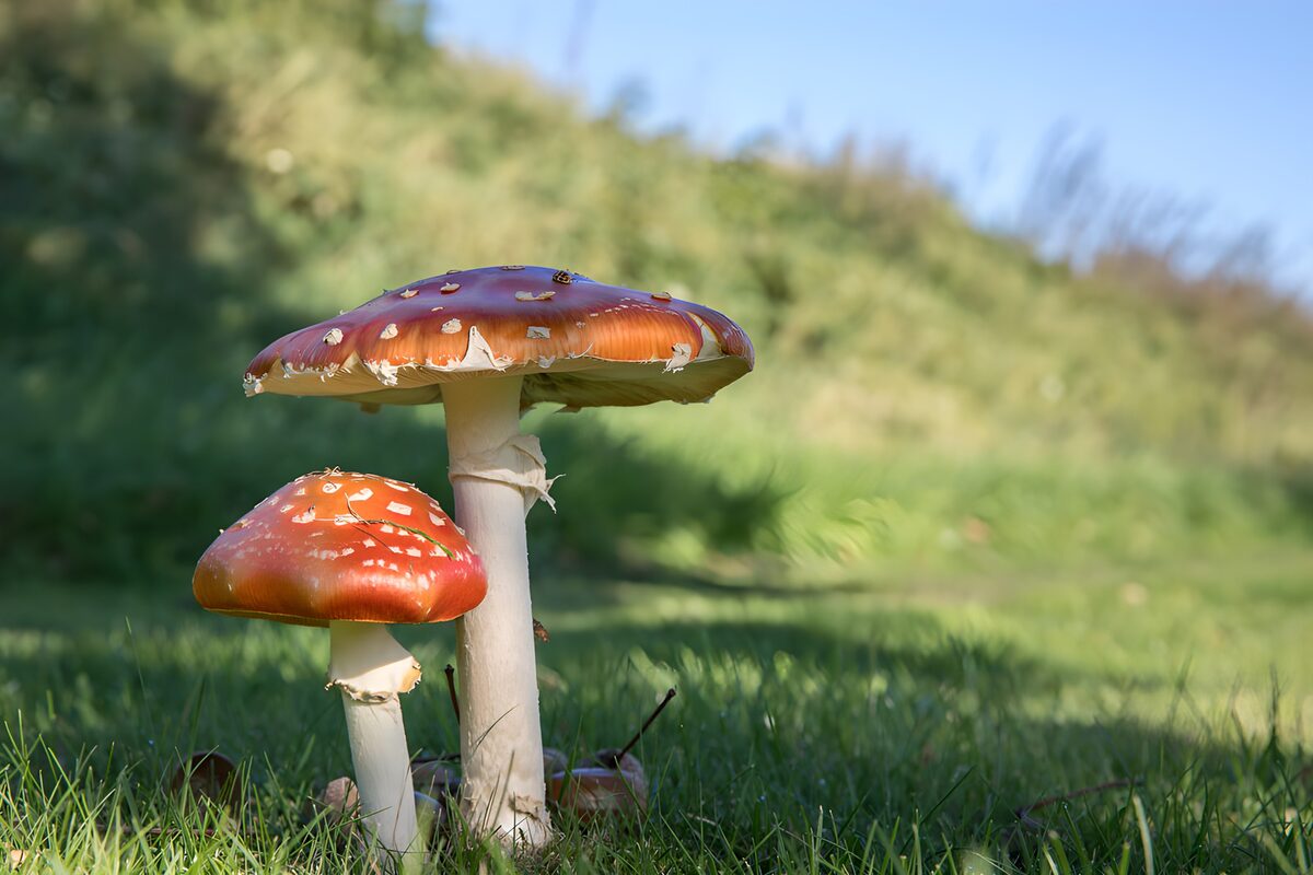 Vliegenzwammen in het gras