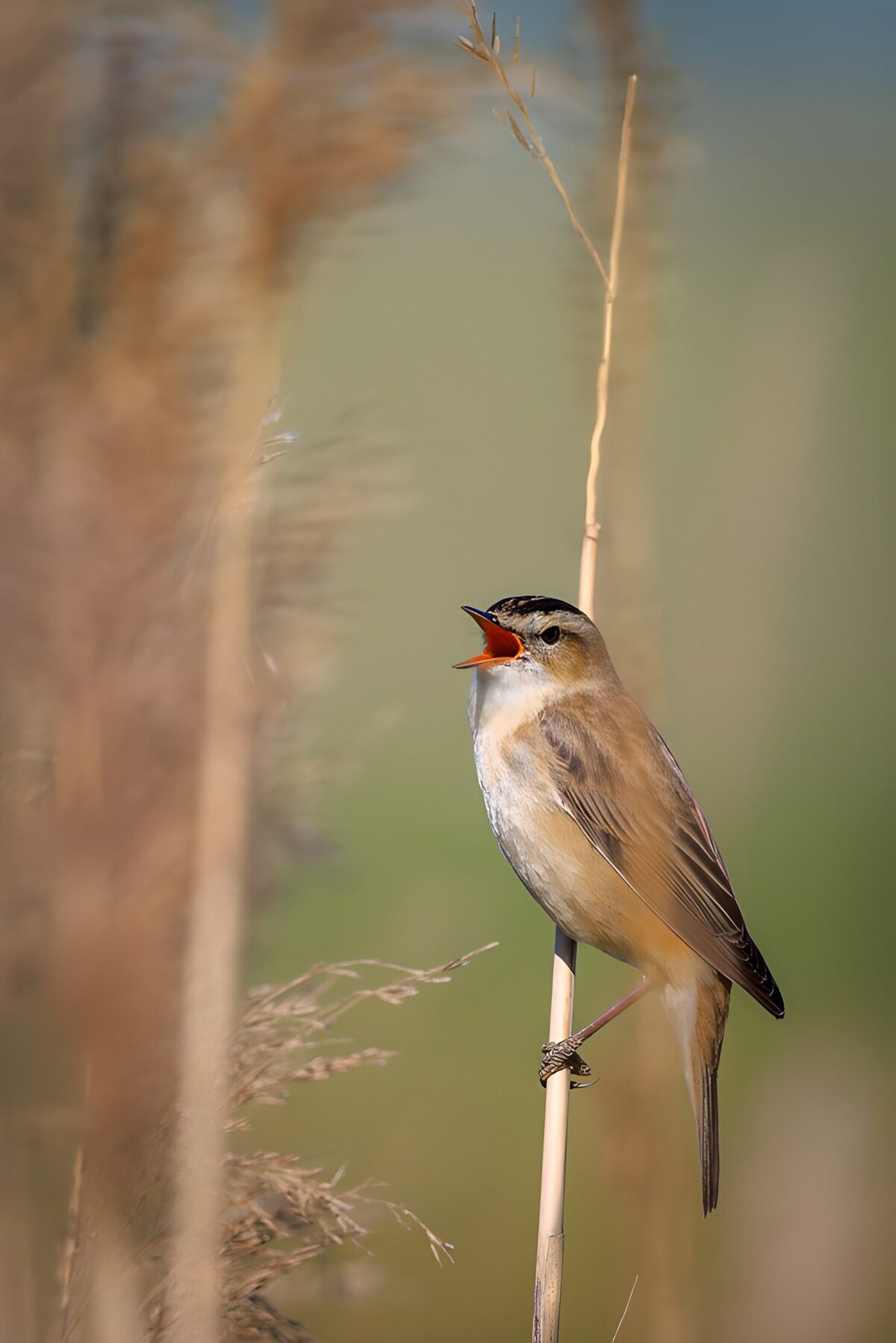 Zangende vogel op rietstengel