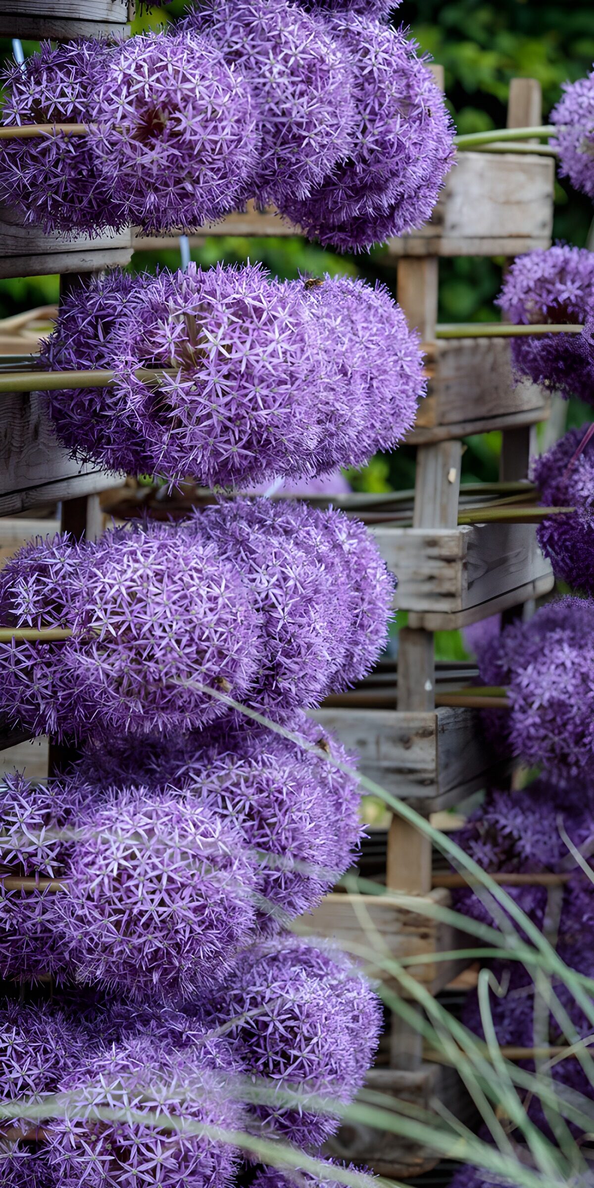 Allium sierui 