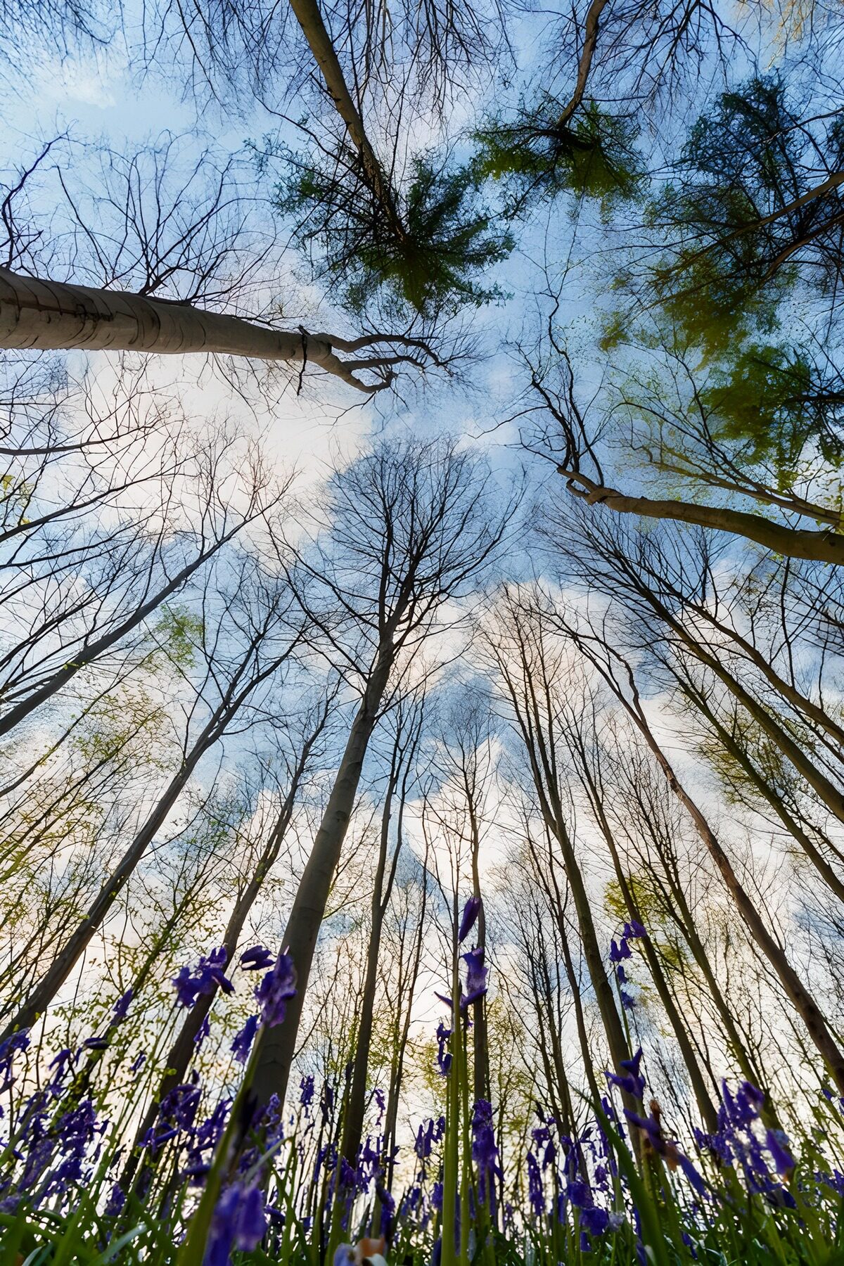 TP88080: Lenteopening tussen de bomen