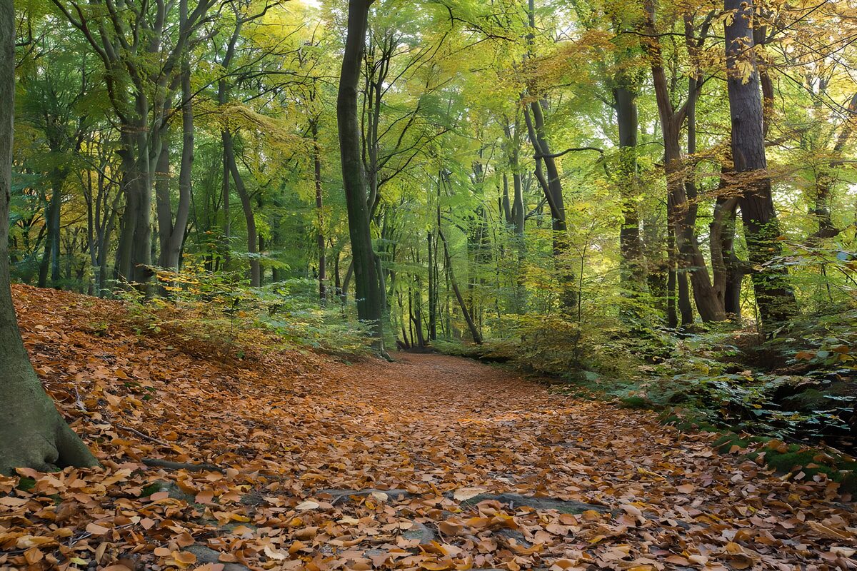 Bospad in de herfst