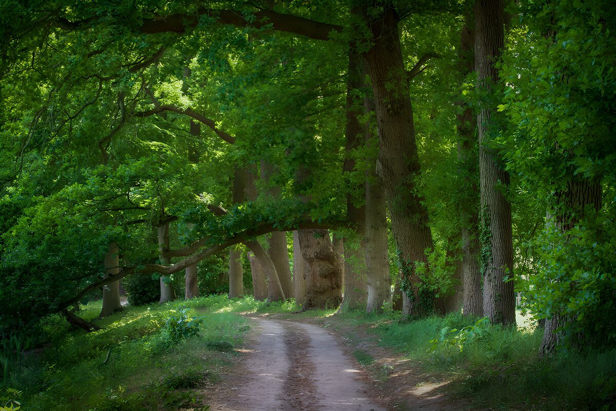 TP55047: Groene laan door het bos