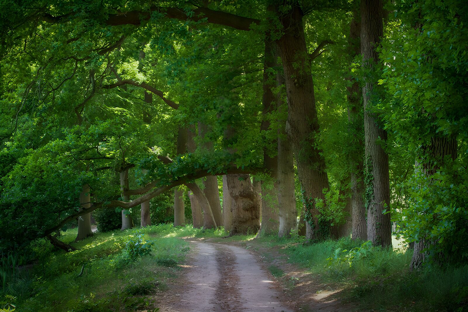 TP55047: Groene laan door het bos