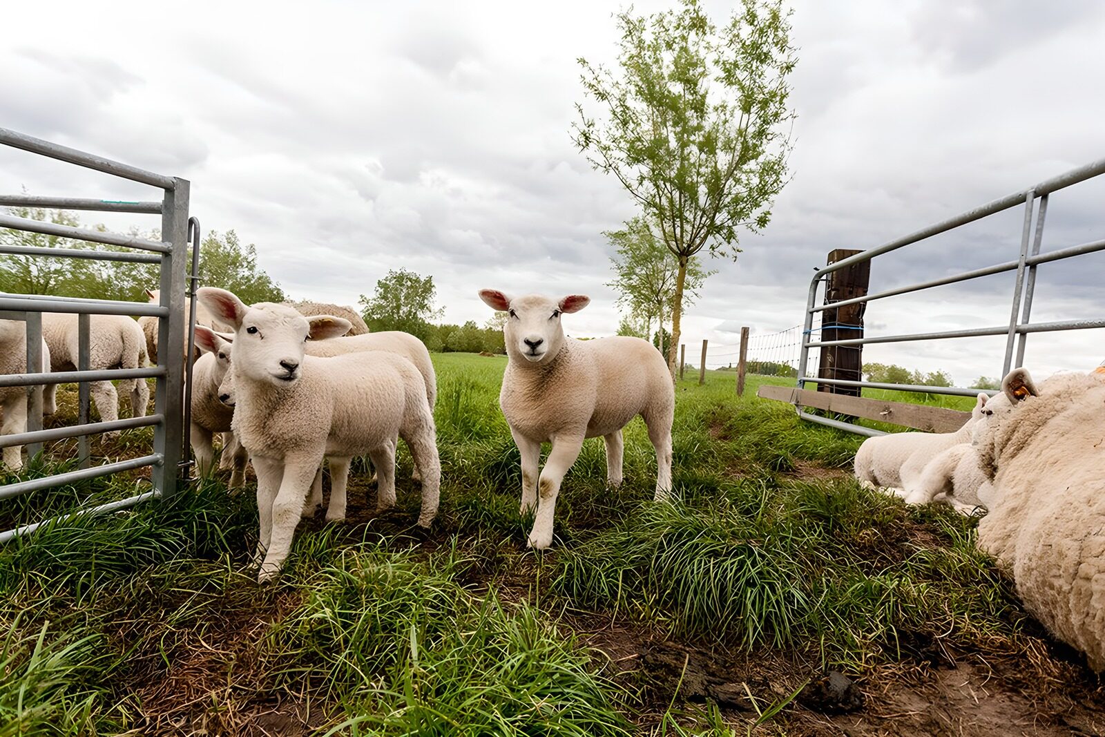 TP47961: Schattige lammetjes op het gras