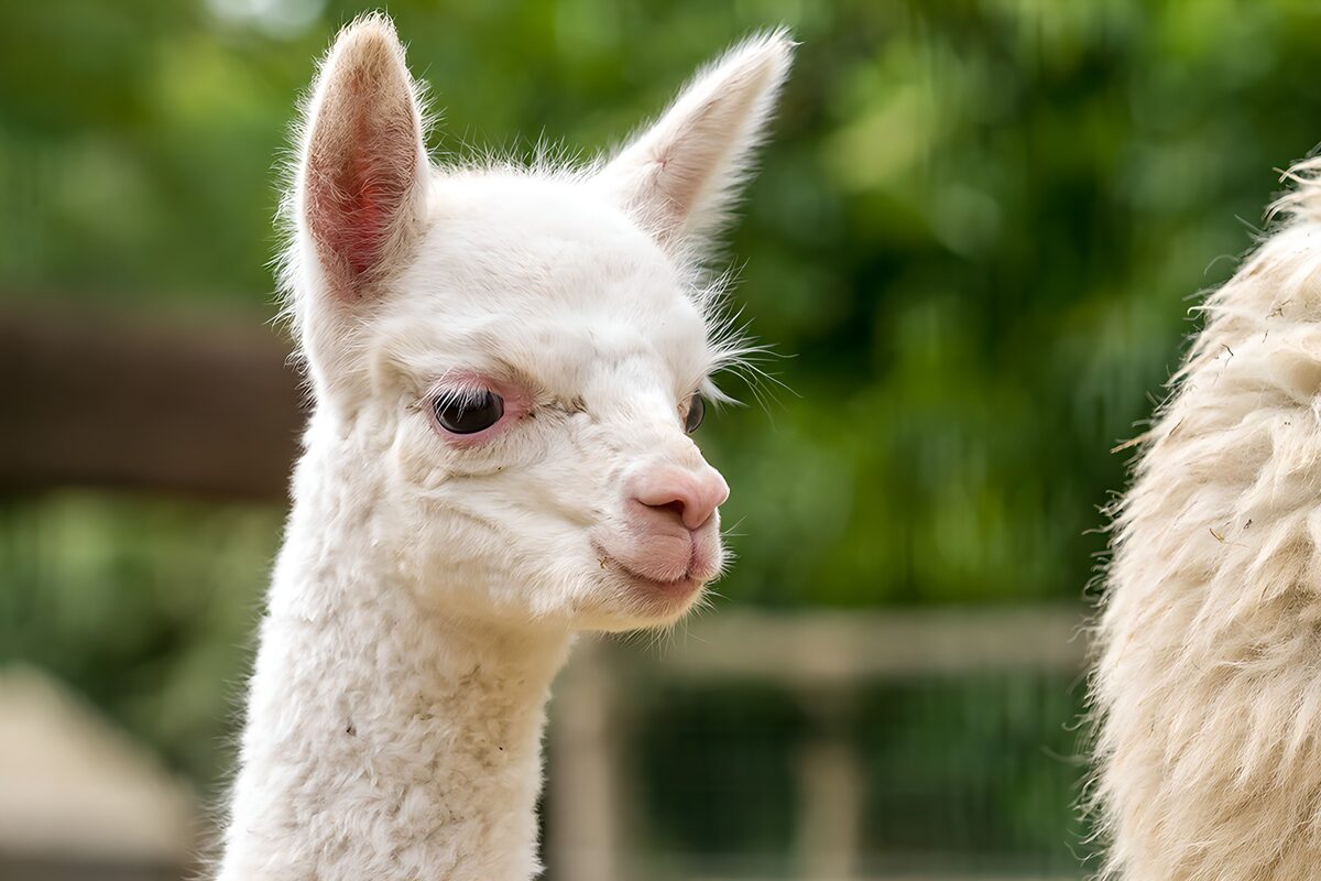 Schattig wit lama jong