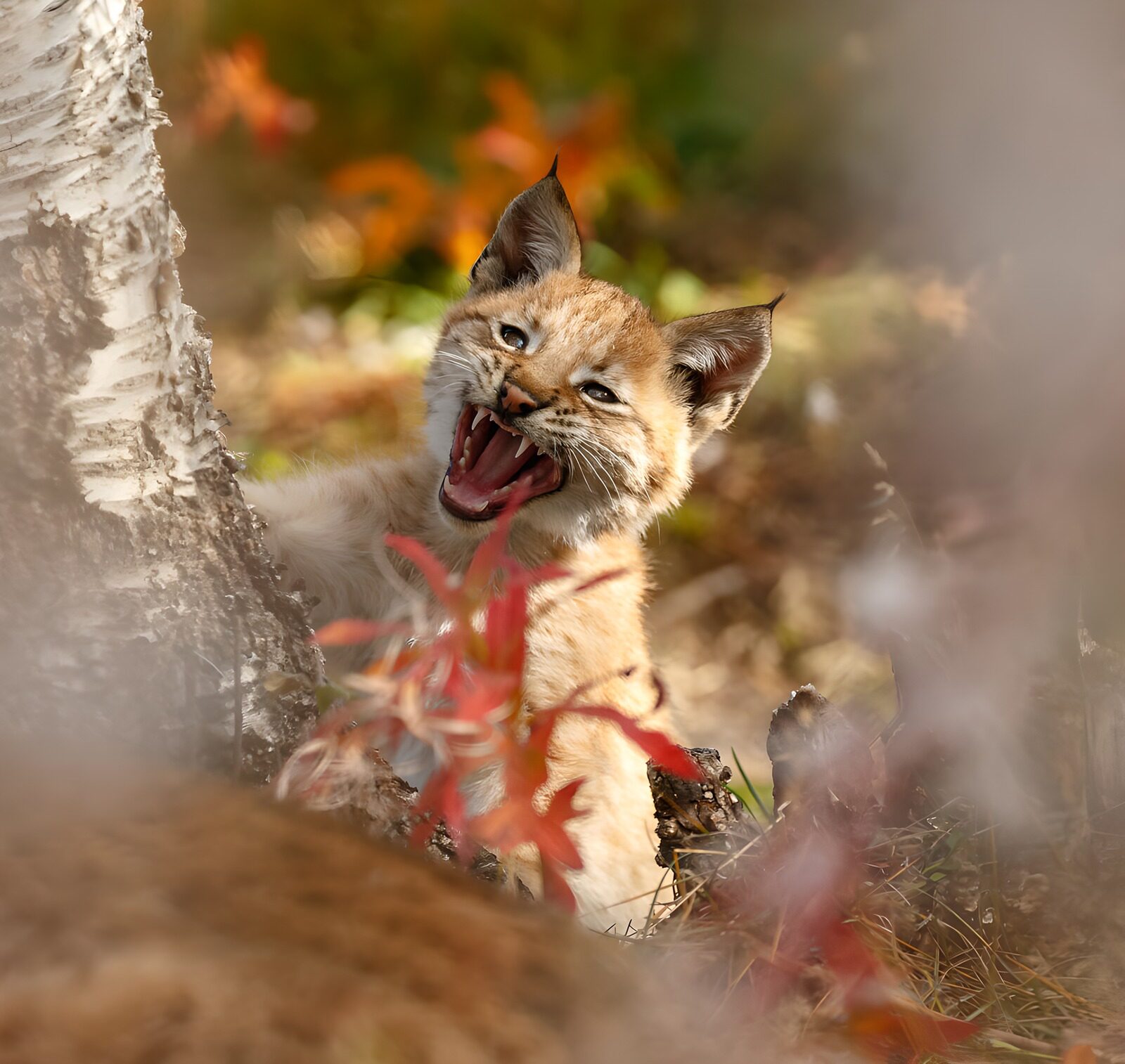 TP33396: Schattige lynxenkitten in de natuur