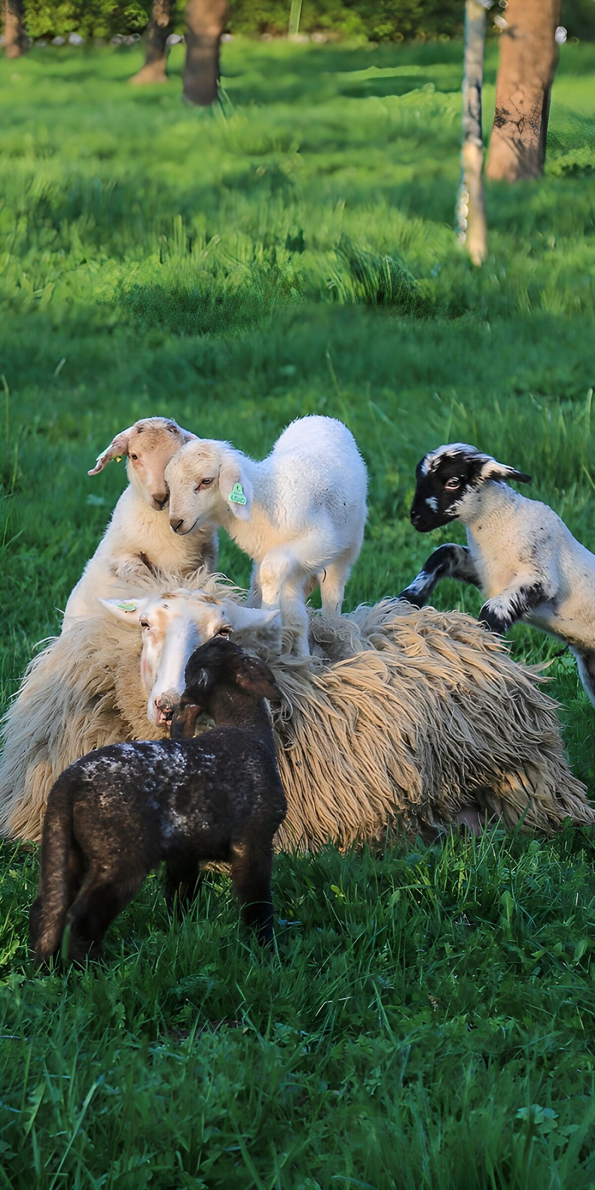 TP64164: Speelse lammetjes in de wei