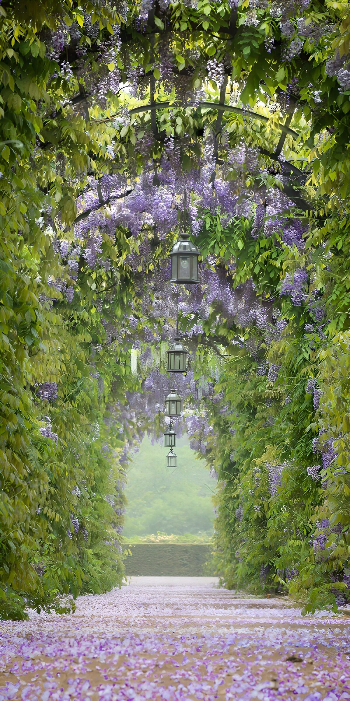 Blauweregen poort 1