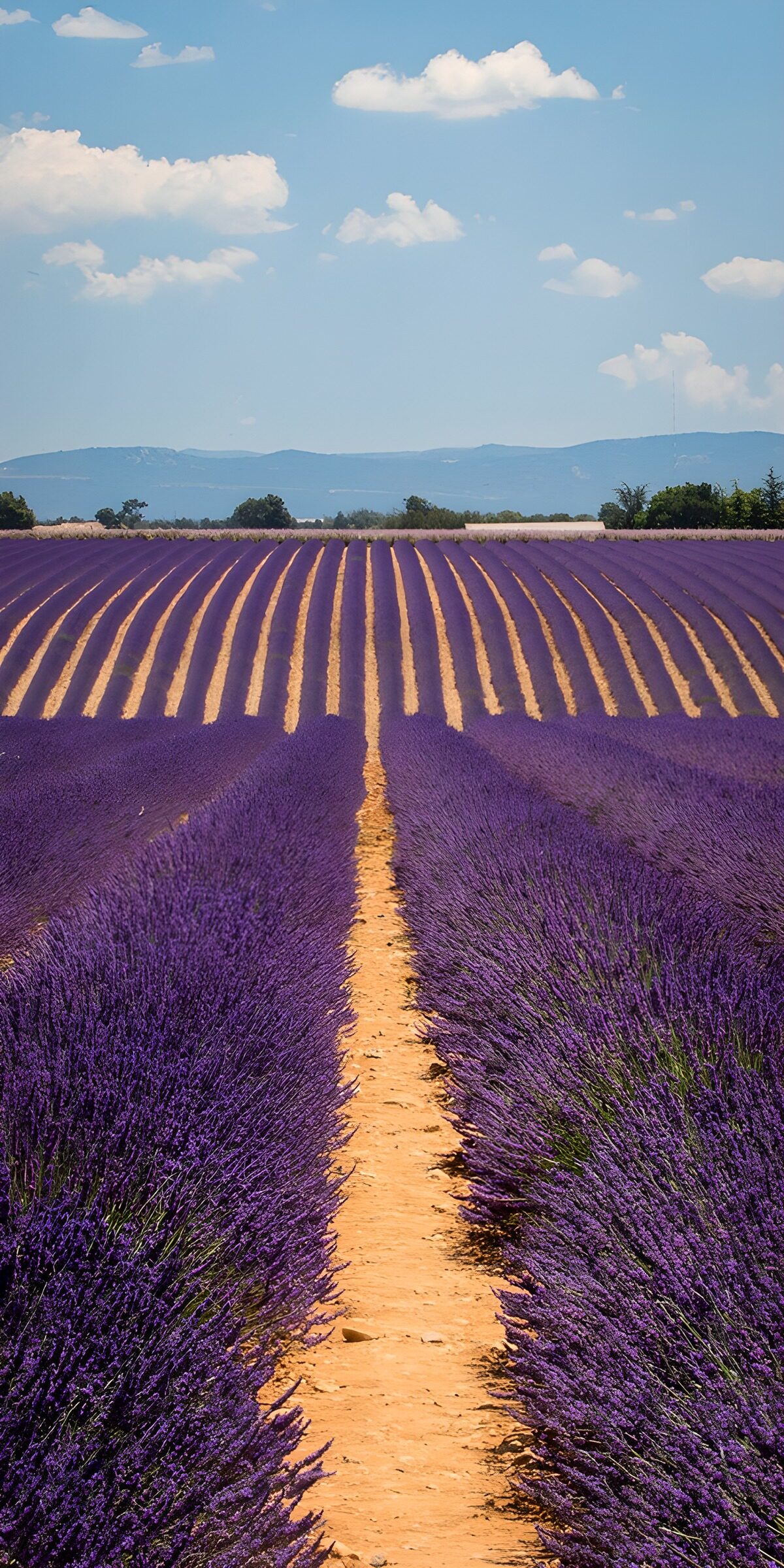 TP90492: Lavendel met bergen 4