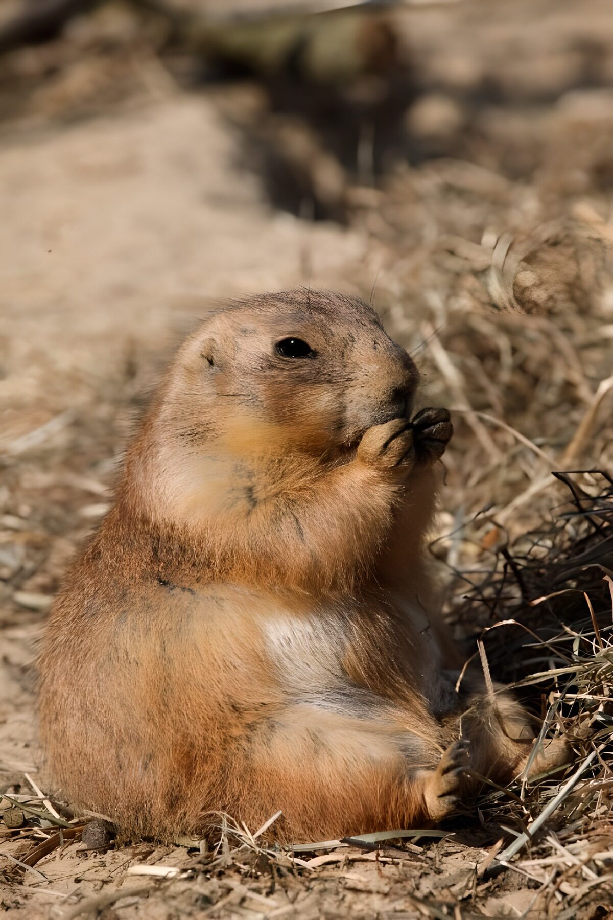 TP92457: Schattige prairiehond in rust