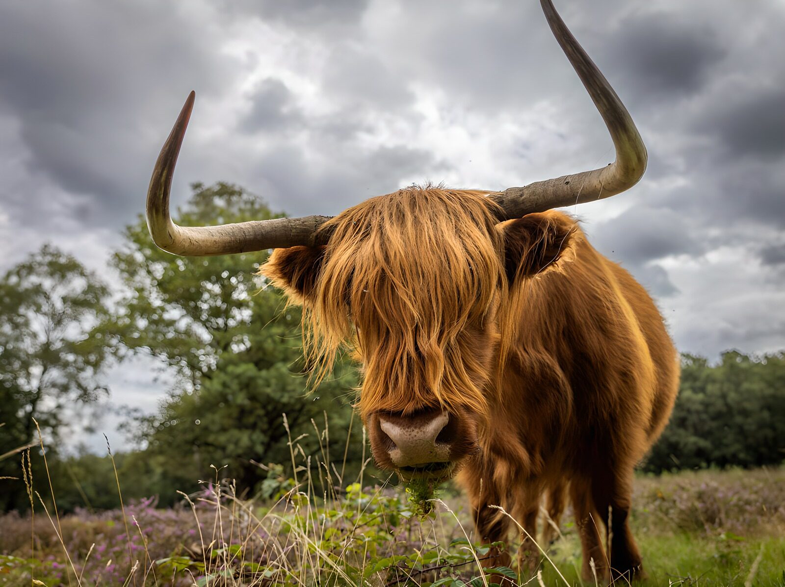 TP35474: Highlander koe in natuurlijke omgeving