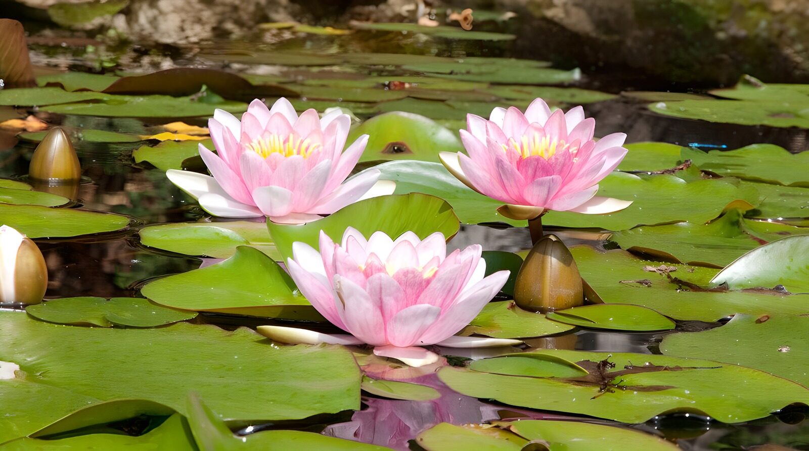 TP39405: Drietal Pink Sensation