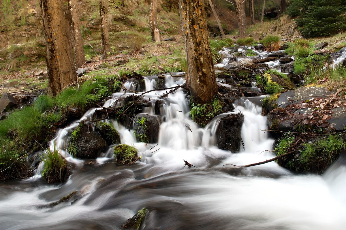 Rustige stroom in het bos