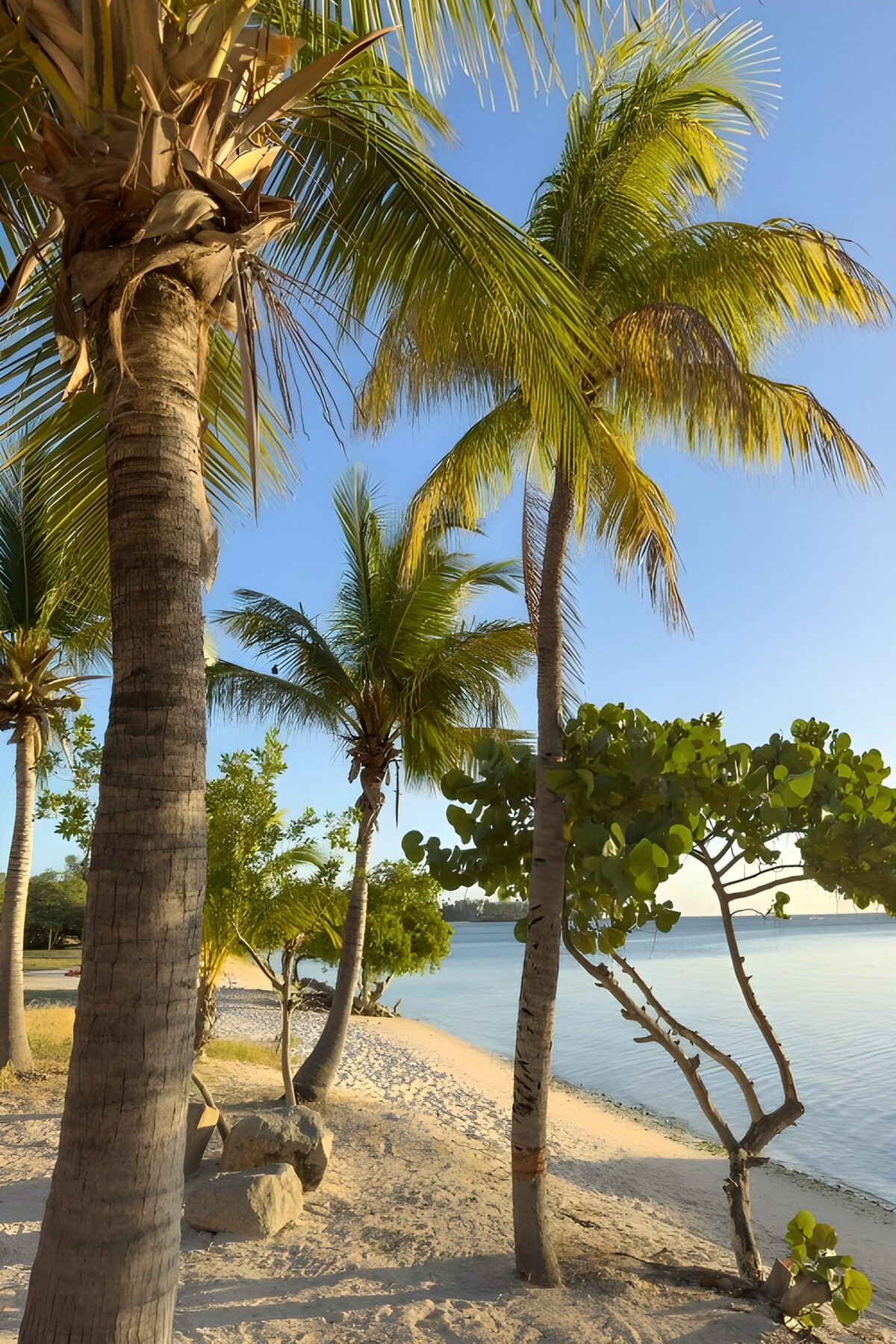 Tropisch paradijs met palmbomen