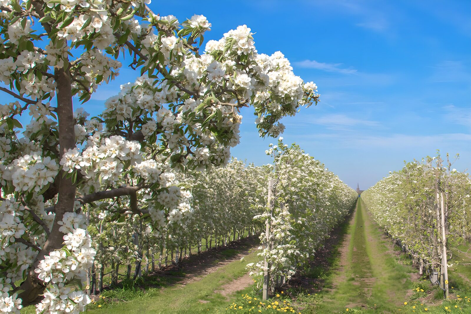 TP56824: Bloeiende boomgaarden in de lente