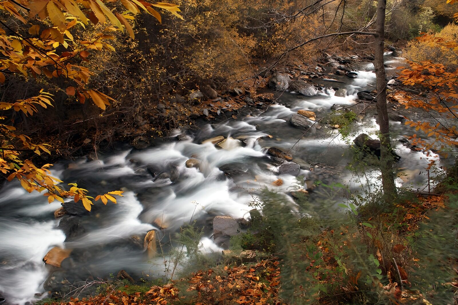 TP56226: Stromend Water Tussen Herfstbladeren