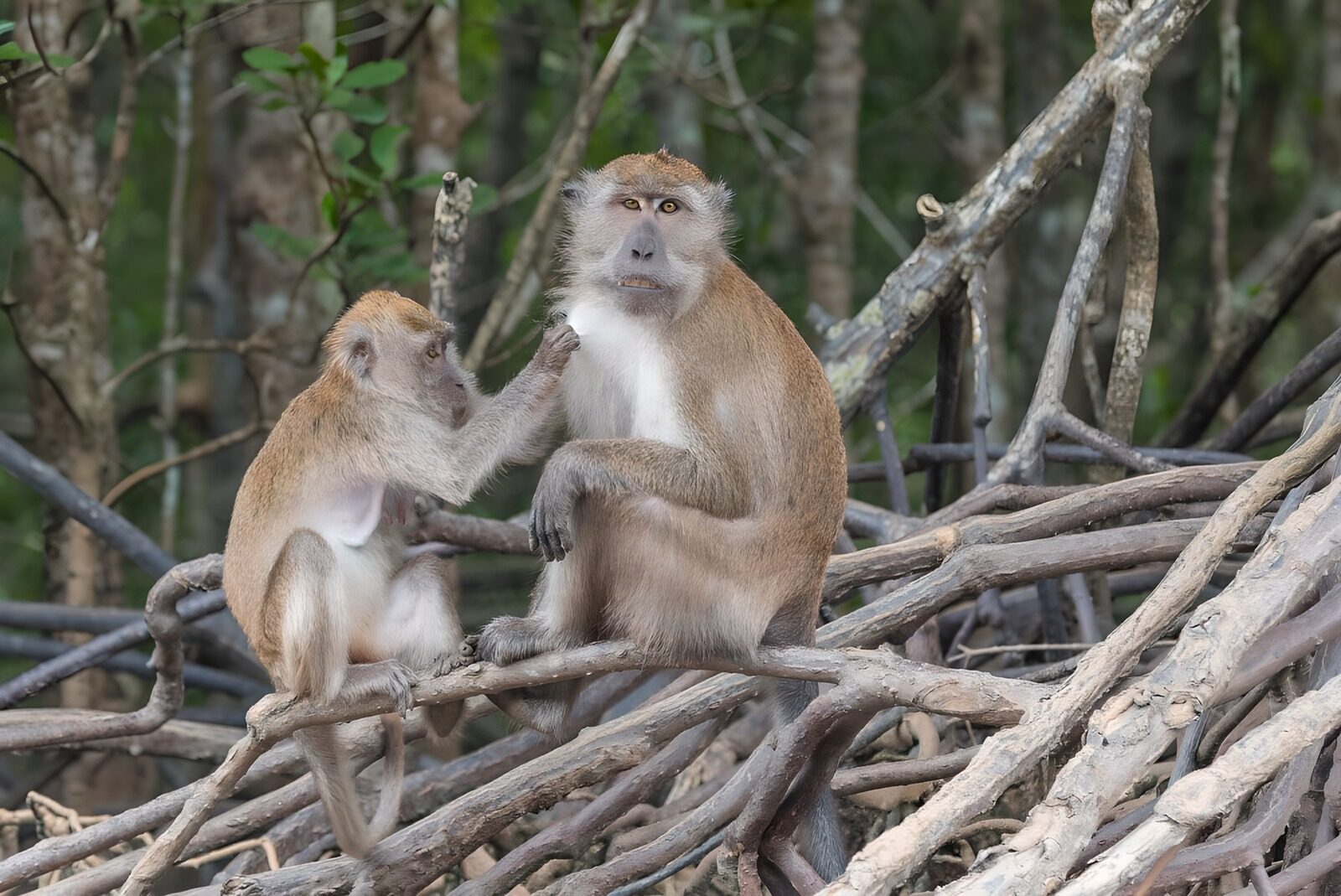 TP71595: Macaque monkeys