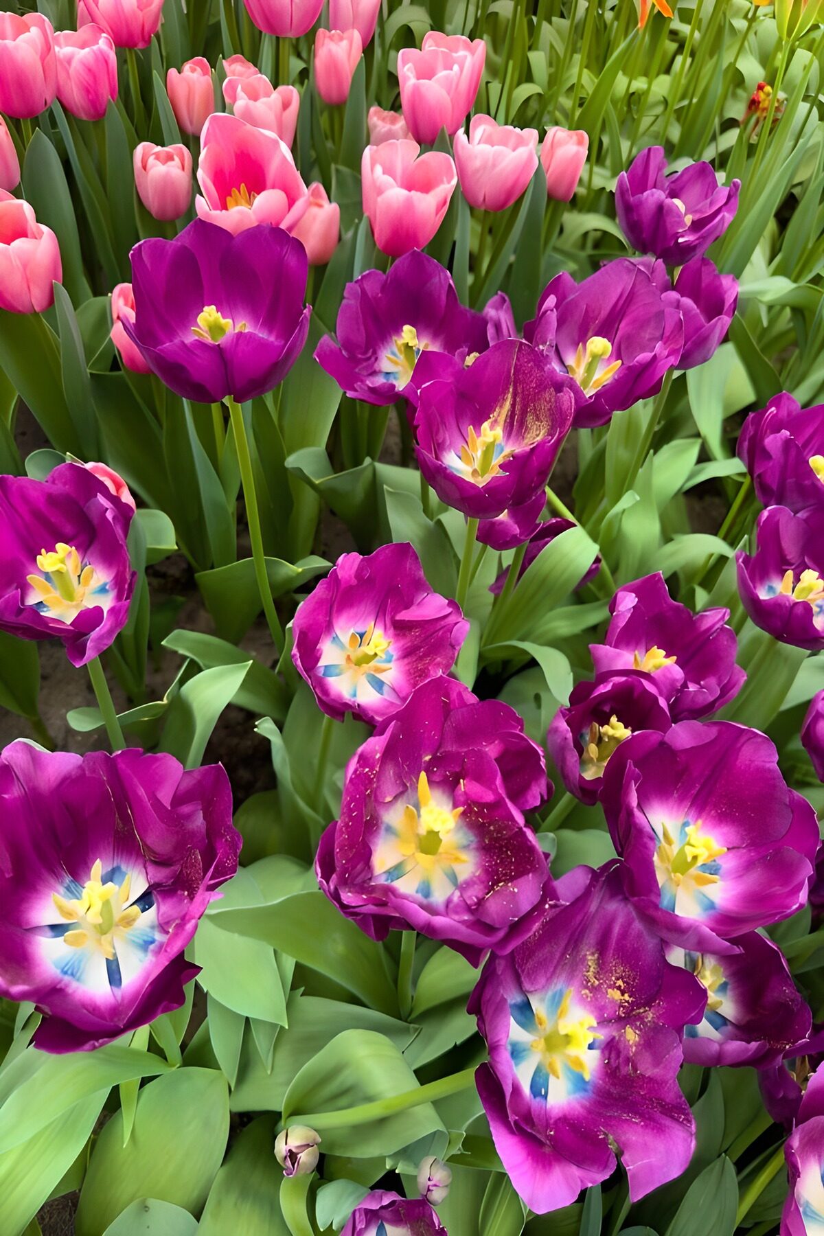 TP31736: Prachtige paarse en roze tulpen