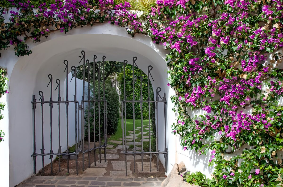TP81273: Poort met ijzeren hekwerk begroeid met Bougainville